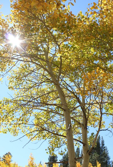 aspens in the fall