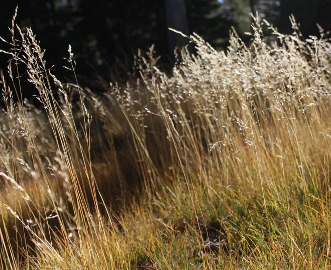 grass in the wind